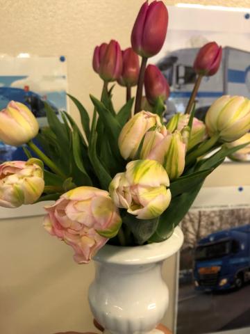 Tulipes du coeur 